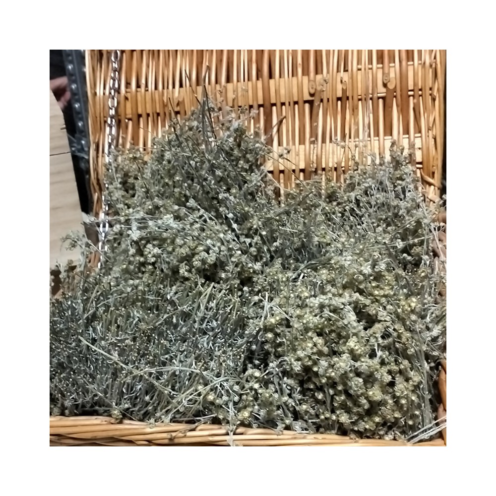 Seedlings of genepy Val D'Ayas 2 packs of 10gr